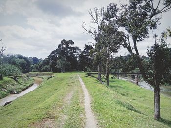 Footpath passing through forest