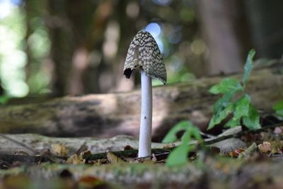 Close-up of mushroom in forest
