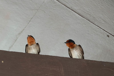 Birds perching on wood against wall