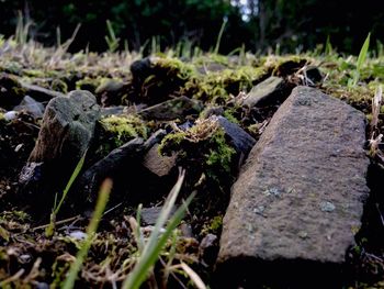 Close-up of mushrooms growing on tree stump