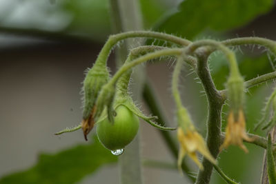 Close-up of water drop on bud