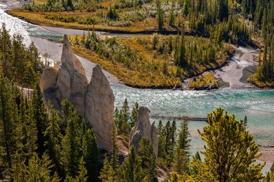 High angle view of pine trees by river in forest