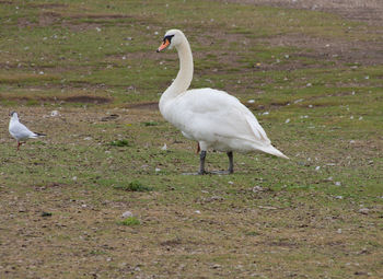 Bird flying over white background