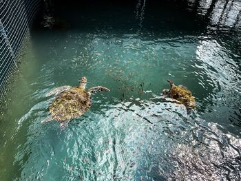 High angle view of birds swimming in lake