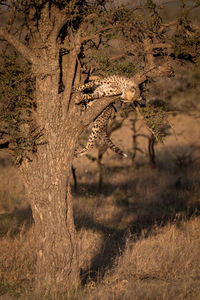 Cheetah on tree