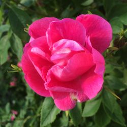 Close-up of pink flower blooming outdoors