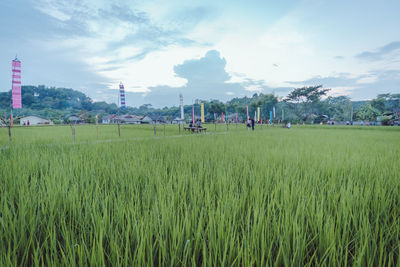 Scenic view of agricultural field against sky