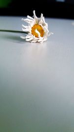 Close-up of white daisy flower on table