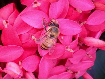 Close-up of bee on pink flowers