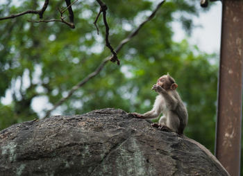 Monkey sitting on rock