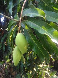 Low angle view of fruits growing on tree