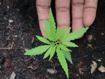 Close-up of hand holding plant on field