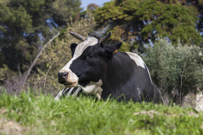 High angle view of cow on field
