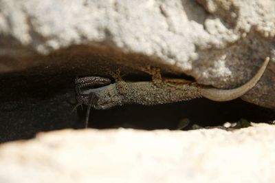 Close-up of lizard