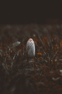 Close-up of mushroom on field