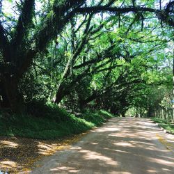 Close-up of road amidst trees against sky