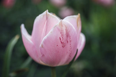 Close-up of pink rose flower