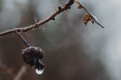 Close-up of berries on branch