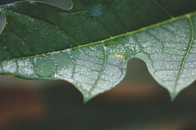 Close-up of wet spider web on leaf