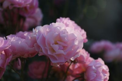 Close-up of pink flowers blooming outdoors