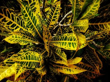 High angle view of leaves on tree