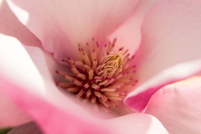 Close-up of pink flower