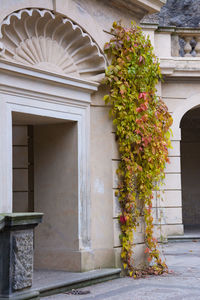 Flower plants outside house