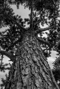 Low angle view of pine tree