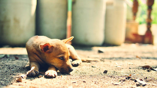 View of a dog resting