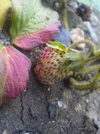 Close-up of plants