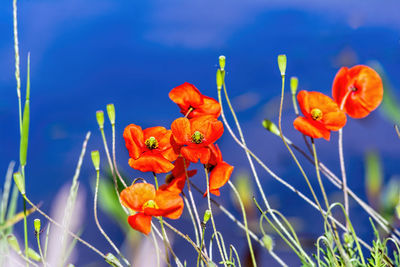 Close-up of orange flowering plants against blue sky