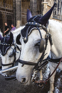 Horse cart in a city