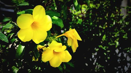 Close-up of yellow daffodil blooming outdoors