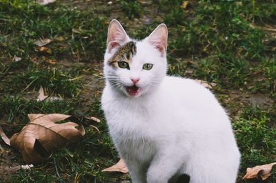 Portrait of white cat on field