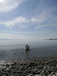 Scenic view of sea against sky with swan 