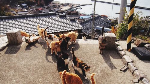 High angle view of stray cats on building terrace