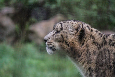 Close-up of a cat in zoo