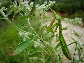 Close-up of insect on plant