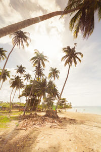 Palm trees on beach against sky