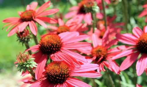 Close-up of pink flower