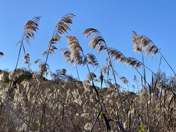 Low angle view of trees on field against clear sky