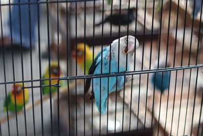 Close-up of bird perching in cage