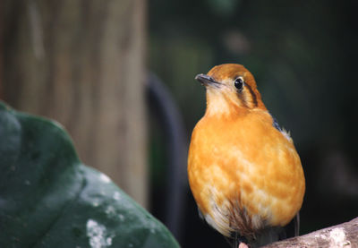 Orange bird in focus