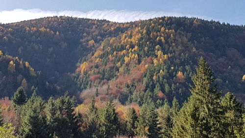 Pine trees in forest against sky