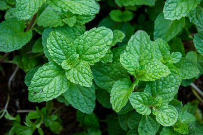 Close-up of green plant in garden