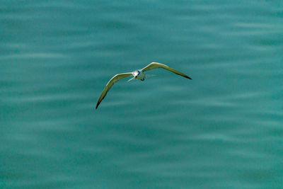 Bird flying over sea