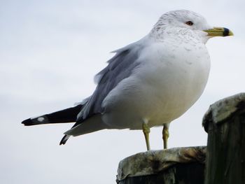 Low angle view of bird perching on railing