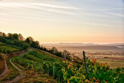 Scenic view of agricultural field against sky during sunset