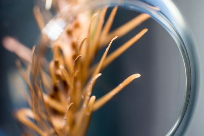 Close-up of decorative pine needles