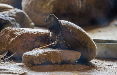 Close-up of lizard on rock